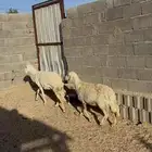 ضان دفيع شرط