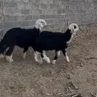 طلي نجدي يضحي