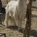 فحل اصفر صنف