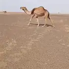 للبيع ناقة ضريبه