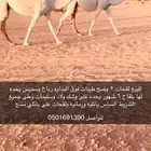 للبيع لقحات وضح كفو