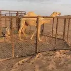 قعود طيب للبيع