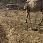 ناقه خلفه كفو