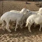 ذبائح طليان حري ثلاجه ومناسبات