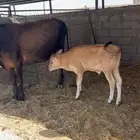 بقرة معه عجل
