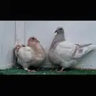 طبات تاكسن top