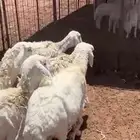 غنم للبيع عددها 5