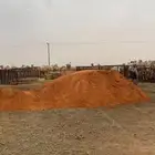 رمل أحمر الدوادمي وطرافهاا