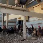 دجاج بلدي فواخر