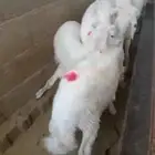 غنم للبيع
