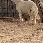 فحل حري مشروط صنف
