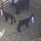 عنز البيع عل السوم