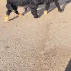 الرخال نجد صنف