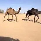 بكره حقه صفرا دبيانيه