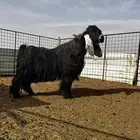 1 تيس عارضي فحل خصم وكفو للبيع