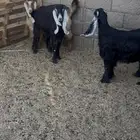 جفار