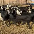 للبيع معزاء عوارض