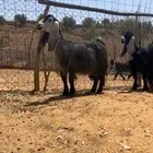 معزا عوارض