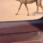 صفرا كفووو