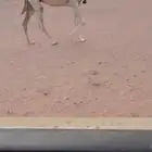للبيع الضريبه الكفوو