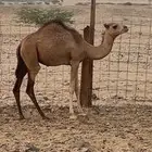 جده