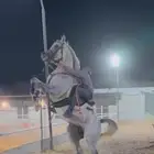 حصان شعبي حار على يدك