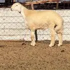 فحل حري مشروط صنف