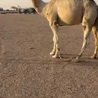 للبيع قعود اوضح ثني