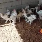 براهما كولمبي