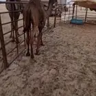 قعود