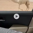 للبيع القعود الكفو الكفو علي جميع الشروط به مستقبل امه