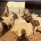 ذبايح نعيم جبر وسط مع الصلخ والتوصيل