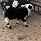 نجد