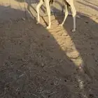 قعود تربيه الصحه شرط