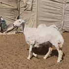 للبيع رخال صنف الصنف