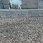 فحل بيشي فاخر