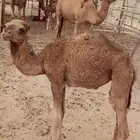 بكرا