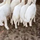 للبيع بهم حري