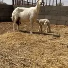 متبع حريه البيع