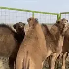 قعدان