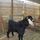 تيس عارضي صنف