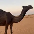 3 نياق ضرايب وبكره