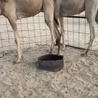 حشوان قصب