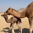 خلفه مصغر(( تم البيع ))
