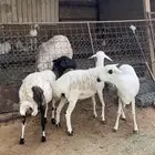 ثلاث شياه برابر مهجنه دفيع وطيبه بالحيل