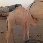 للبيع قعود لباني عمره 8 شهور الموقع شرق الصداوي