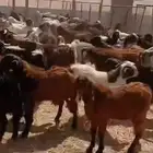 غرب الرياض طريق مكه المكرمه تقاطع مع نجم الدين سوق الجربوع
