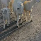 طليان حريات جبره مقفلات ذبح وتوصيل