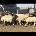 غنم نعيم فاخرره ودفيع
