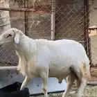 خروف فحل